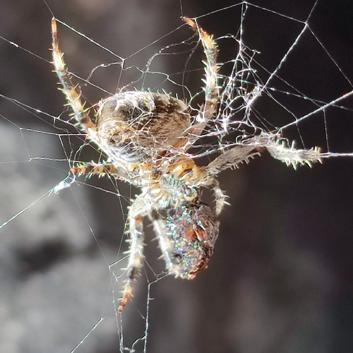 Cross Orbweaver