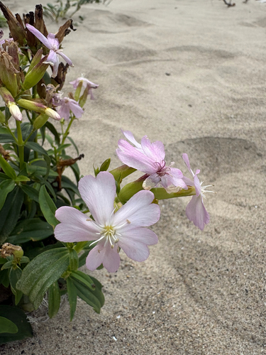 common soapwort