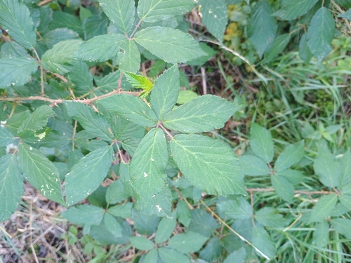 Rubus wimmerianus