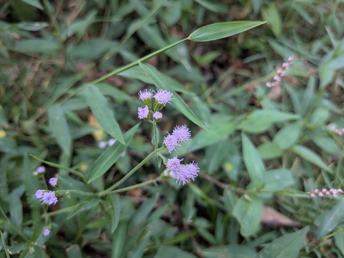 Pink thoroughwort