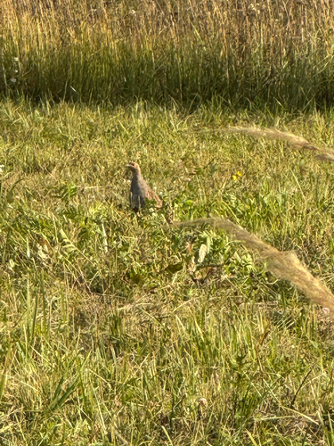 Gray Partridge