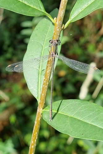 Western Willow Spreadwing