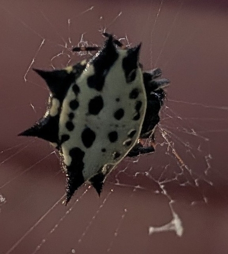 Spinybacked Orbweaver