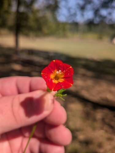 red morning glory