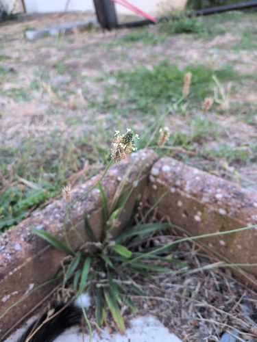 ribwort plantain