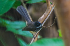 Rhipidura albogularis