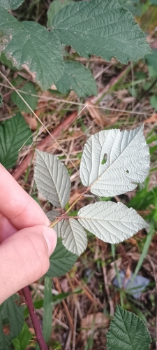 Rubus praecox