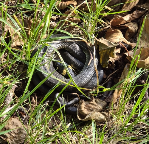 grass snake