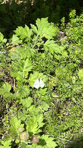 Small White