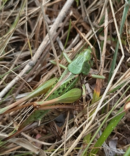 Wart-biter