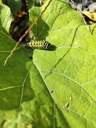 Eastern Black Swallowtail
