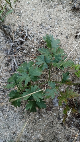 Mountain Parsley