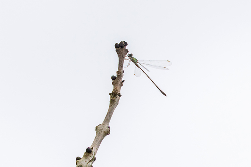 Western Willow Spreadwing