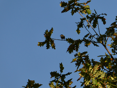 Coal Tit