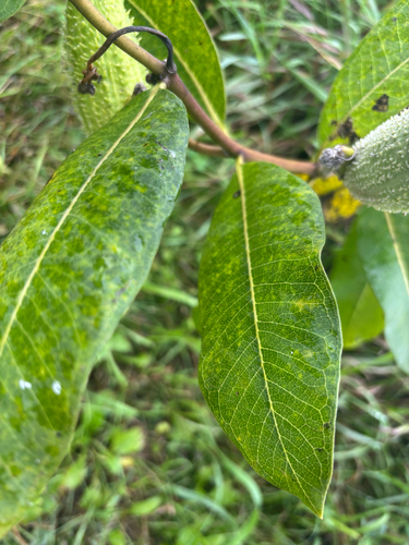 common milkweed