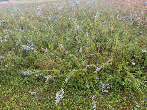 giant blue sage