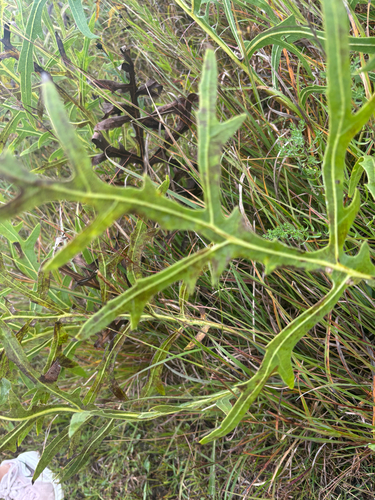 compass plant