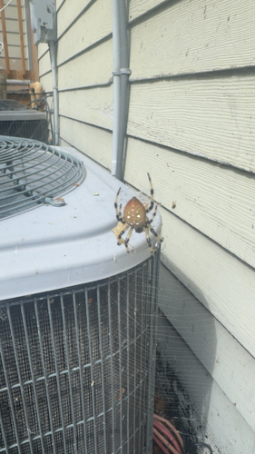 Shamrock Orbweaver
