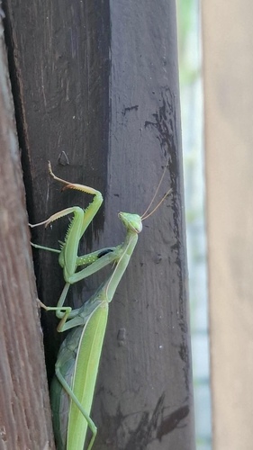 European Mantis