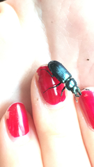 Platycerus