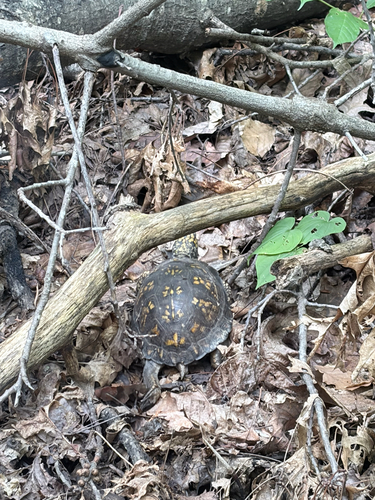 Common Box Turtle