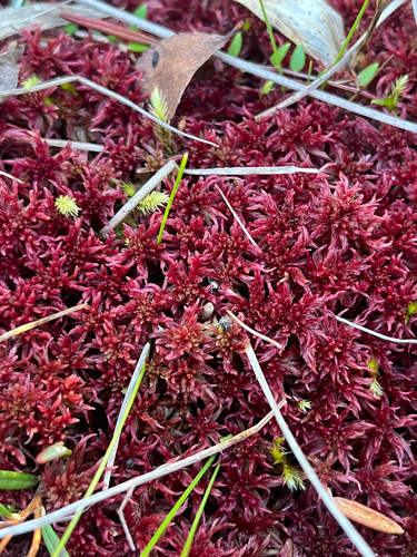 Sphagnum warnstorfii observed 2026-09-18