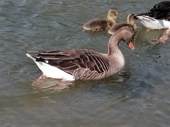 Anser anser
