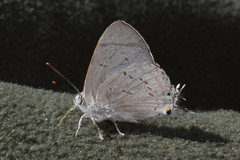 Ancema ctesia
