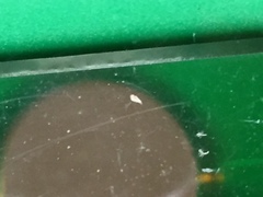 Pediculus humanus capitis