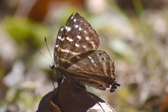 Dodona dipoea