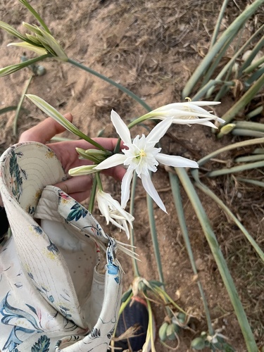 Sea Daffodil