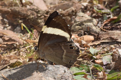 Abisara fylla