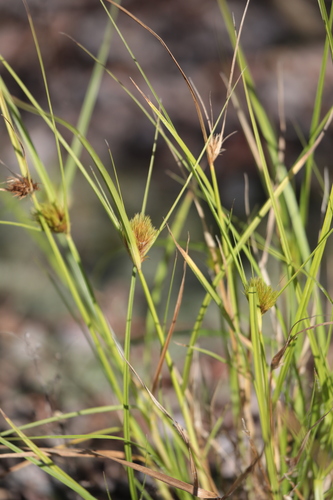 Bohemian Sedge