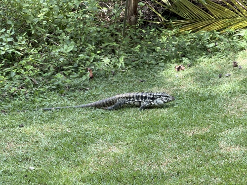 Argentine Black-and-white Tegu