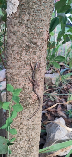 Italian Wall Lizard