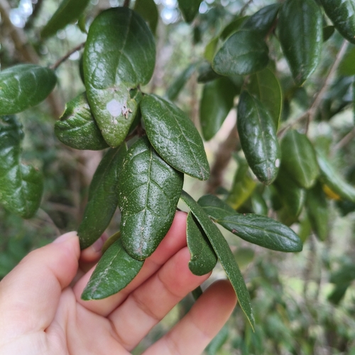Peumus boldus