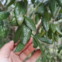 Peumus boldus