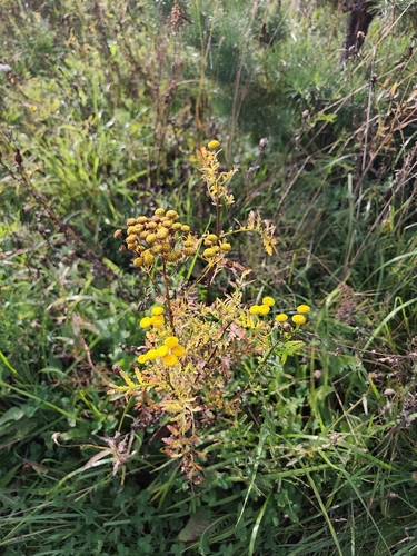 tansy
