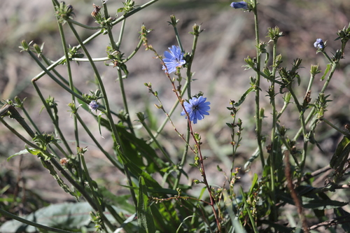 chicory