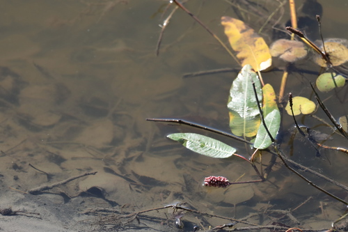 water smartweed