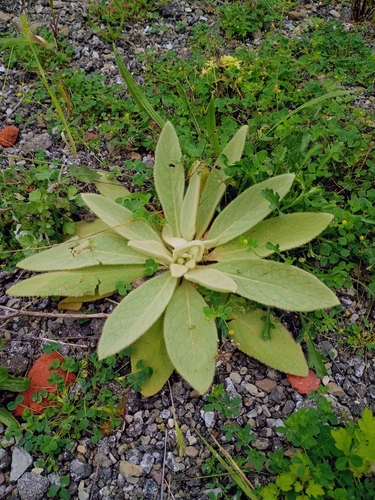 great mullein
