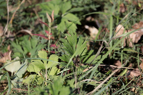 Creeping buttercup