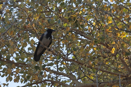 Hooded Crow