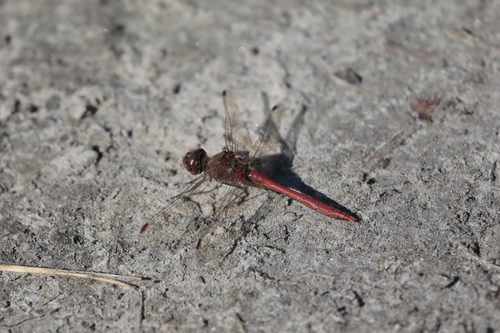 Vagrant Darter