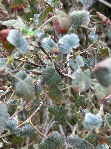 Ribes cereum, photograph 2