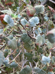 Ribes cereum, photograph author not stated, no rights reserved
