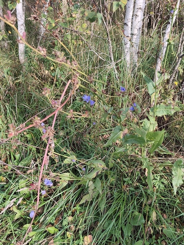chicory