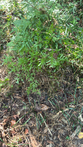 Japanese climbing fern