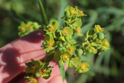 slender leafy spurge