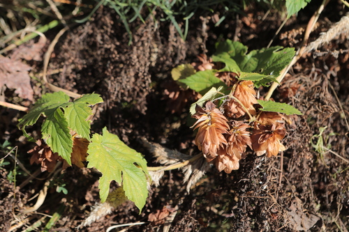 common hops